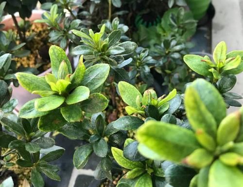  『晒伤』怎样判断杜鹃花黄叶掉叶是被强光暴晒造成的？晒伤的杜鹃花怎么办