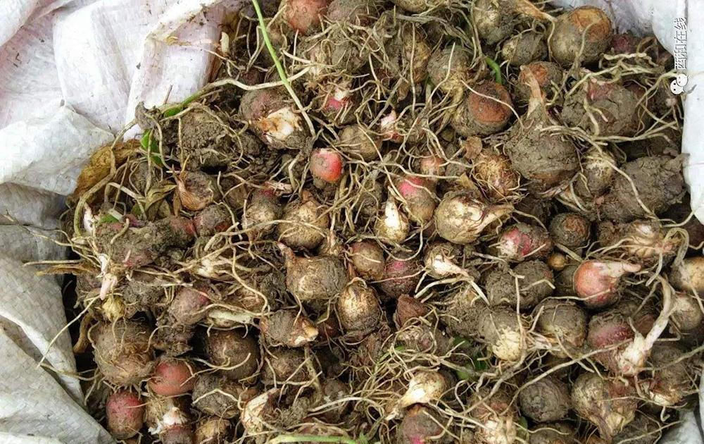  药农@曾经满山都是没人要，如今炒到百元一斤，农民：只有买种苗