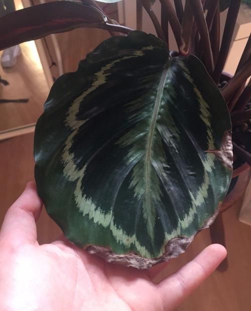 『品种』比孔雀竹芋还好看的观赏竹芋品种，叶子有彩虹般的纹路，很难买到