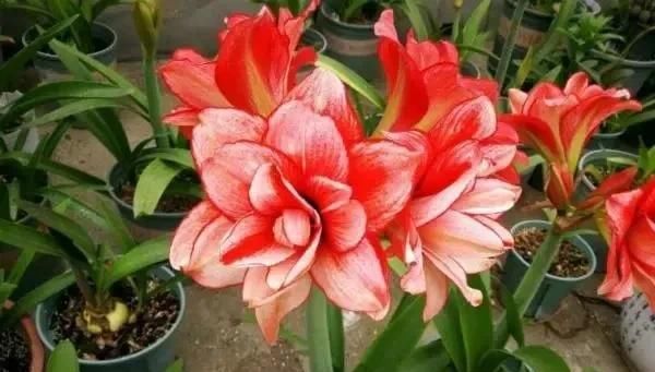  时间■养花不懂这4点，啥花都白养，白白浪费时间和精力，新手赶紧学习