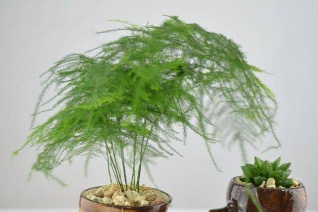  『侍弄』工作之余侍弄一下花草，这6种植物，没有“阳光”也能蹭蹭长
