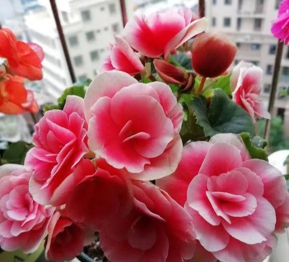 家里■这6种花,碰掉的叶片都能长出一盆,实在太好养,家里必须放一盆