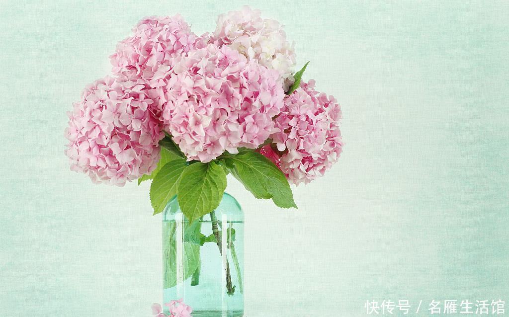 『花儿』夏天给花浇点加点“它”,驱虫又防病,叶绿花美,花儿长得旺