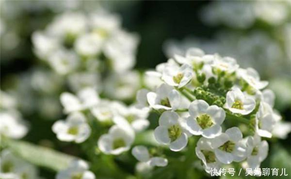 #皮实#春天非常皮实好养,颜值超高的四种花卉,喜欢养花的你不要错过