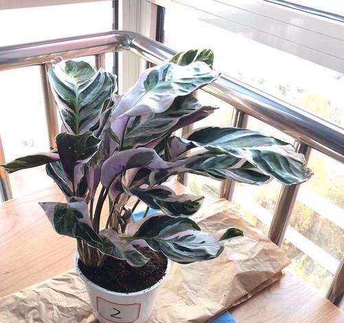  #看起来#“竹芋系”植物，家里养1盆，叶纹色彩斑斓，叶子和花一样漂亮