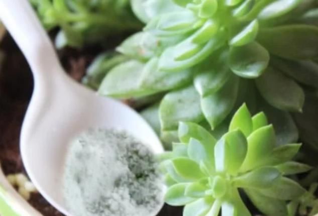  「营养」硫酸亚铁唤醒植物营养活力！硫酸亚铁养花怎么用？