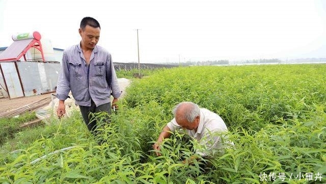 这种药材，市场很少见，农村种植，一亩可赚5万左右！