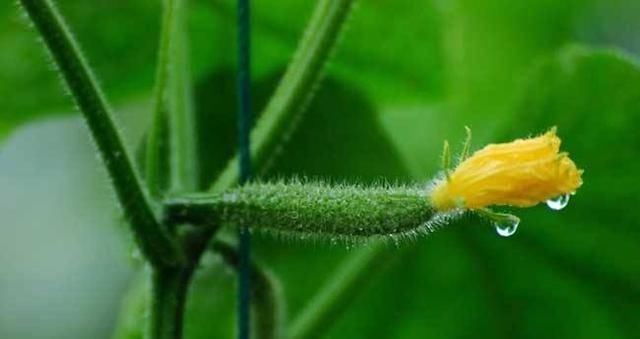  【气候条件来】露地黄瓜什么时候种植合适？