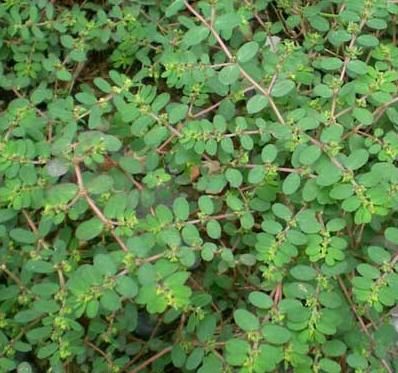 农村独有的一种野草，被人们誉为“血见愁”，你认识吗？