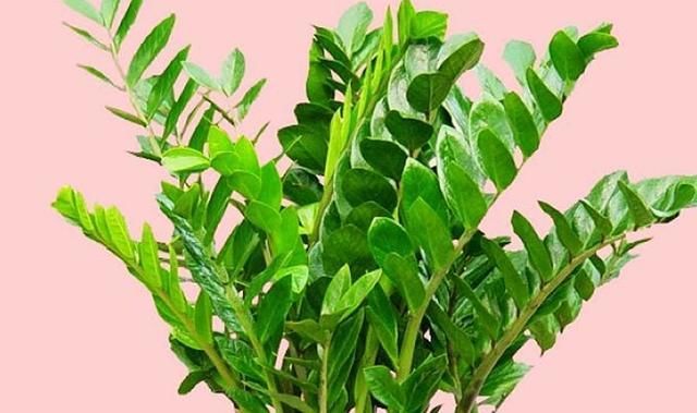  金钱树：自备“存水罐”的花见过吗？1个月不浇水都没问题，懒人必备！