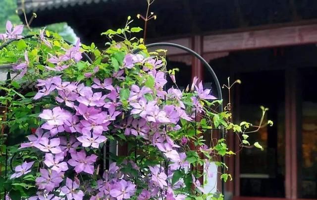  『阳光』这3种植物要多晒太阳,晒的时间越长花开越大,效果明显