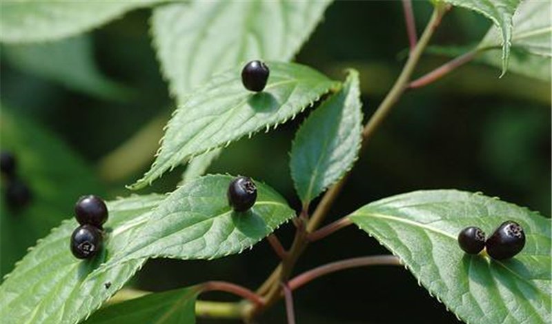  #种绿色的豆荚叶#山里一种奇特植物，花和果子都长叶面上，十分罕见，遇到请珍惜