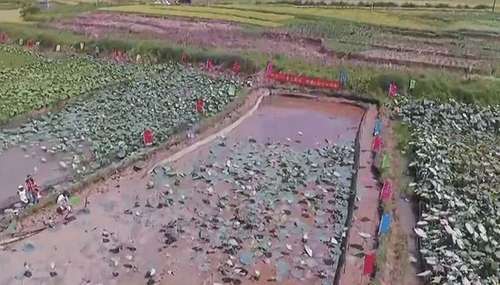  「小伙」农村小伙养出325元一斤的天价泥鳅,因泥鳅还有这么一个