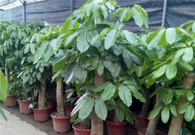 『寓意』大叶伞也叫招财树,寓意特别好!怎么养好大叶伞?