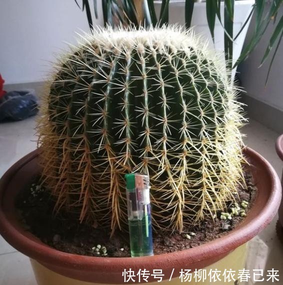 「小球」让金虎仙人球冒小球的“方法”,有2种,可以随意选择!