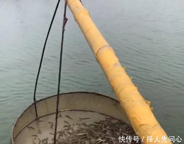 农民用鱼塘改造来养“它”，一斤可卖30元，一年可赚几十万！