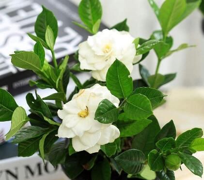  「栀子花」3种花，“一根枝条”插盆里，当年就开花，好养易爆盆
