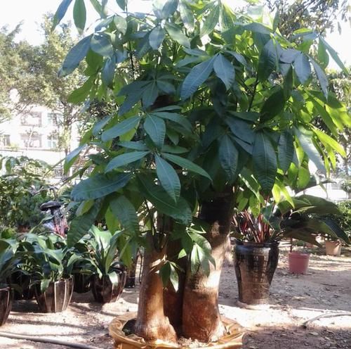 护眼■经常看手机、电脑,不妨养3种“护眼植物”,叶片翠绿、养眼!