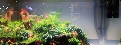  一大■比铜钱草好看的花，7天爆满一大缸，多到家里堆不下