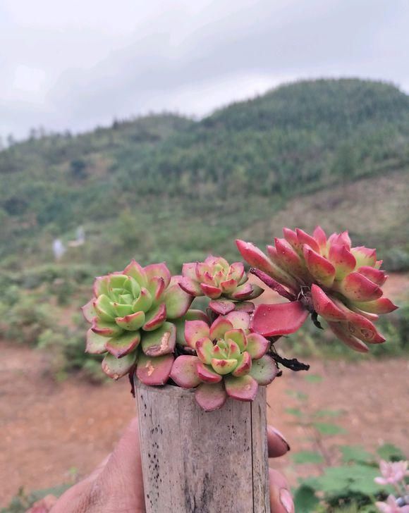  要注意■新手养多肉，从学会浇水开始，常见的两个问题，要学以致用