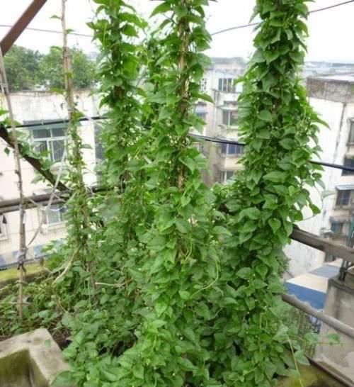  [呼呼]阳台种“2种菜”，呼呼长得快，1个多月长满盆，收获一次又一次