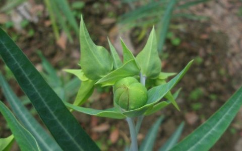  [乡下]乡下一种野草，汁液有毒，农民见了就砍，却不知是名贵的