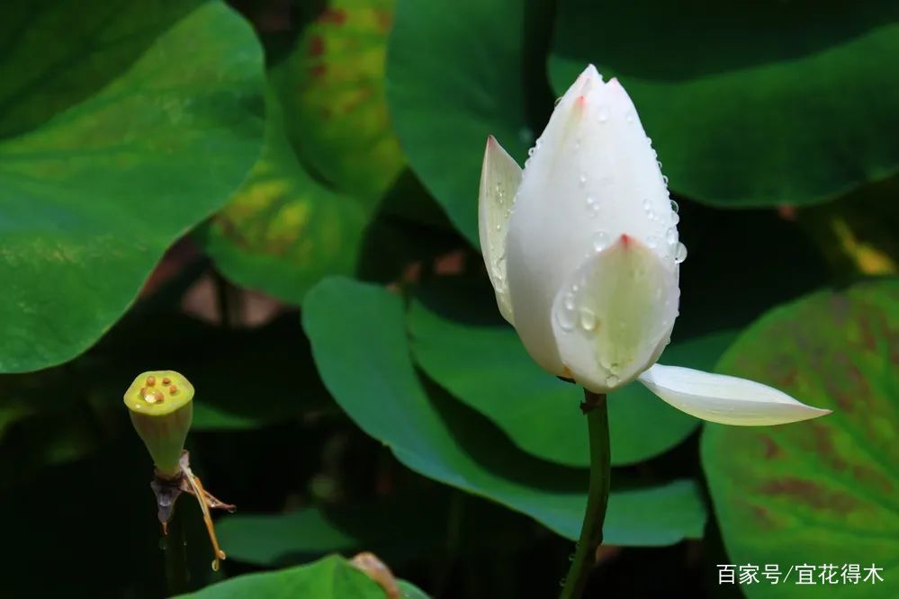  【何在】碗莲为何不开花？原因何在？如何选购和栽培？
