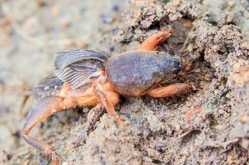 祸害庄稼力气大，以前被人讨厌，如今80块一斤，人称“土龙虾”