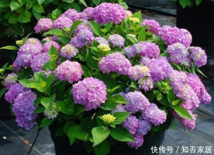 『适合』“4种花”最适合养阳台,被称开花小能手,开花不断,变花海!