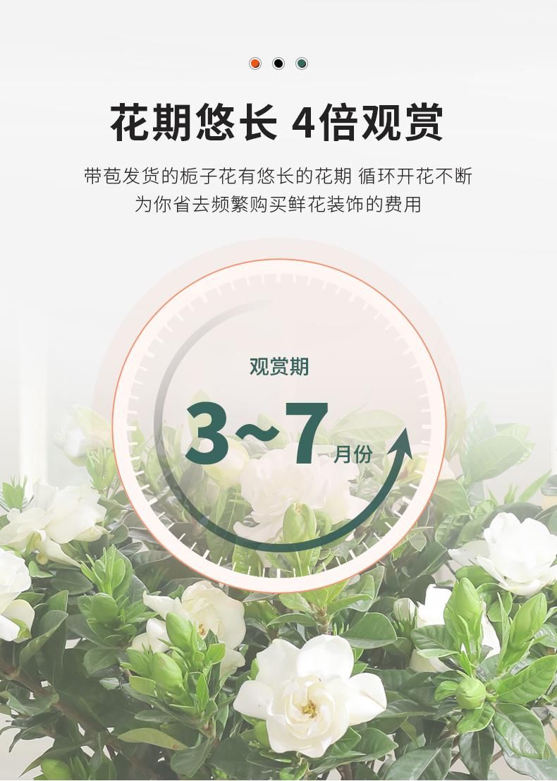  栀子花@栀子花开满枝，枝繁叶茂的几种浇水方法