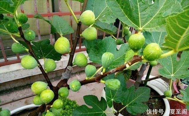 无花果|还在阳台种绿植现在流行养此些水果盆栽,好看又好吃