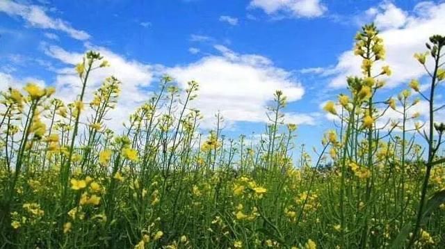  『饥饿』那一年，我们追赶油菜花