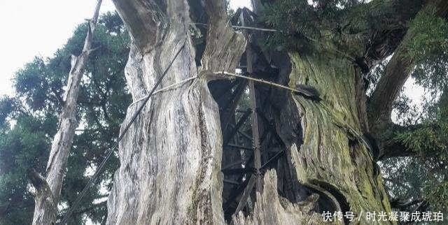 浙江有棵1500年坚强树，架满钢筋靠输营养液活着，网友觉得太残忍
