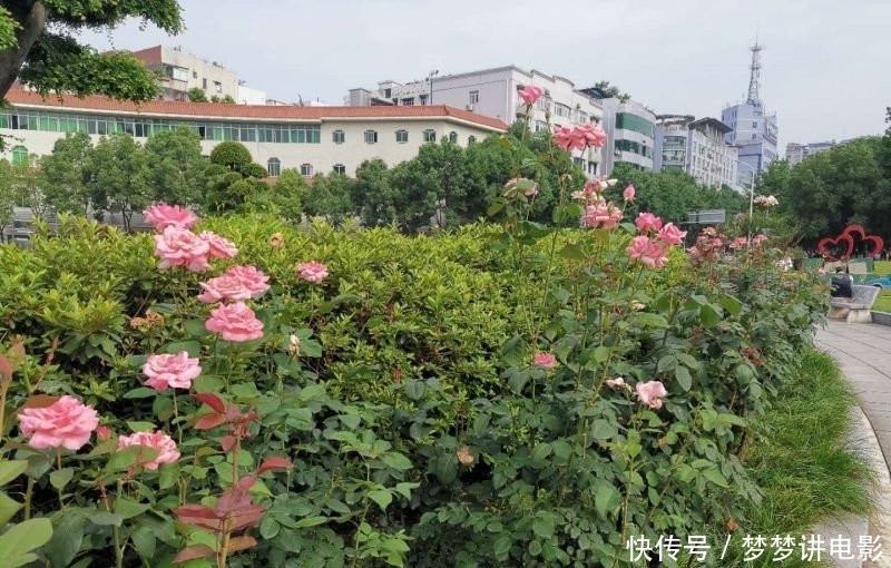 如痴如醉|月季花开红艳艳?如痴如醉吐芬芳