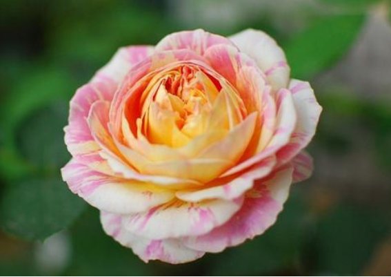  「排水良好」此款木本花卉，漂亮不输玫瑰，一花三色，香气四溢，堪称盆栽佳品