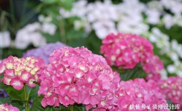#虎皮#绣球扦插、虎皮兰分株,这两件事开春必做,再磨叽就晚了