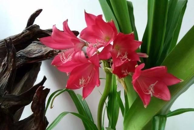  「排水良好」家里养这五种“香香花”，满堂生香，跟空气清新剂说拜拜