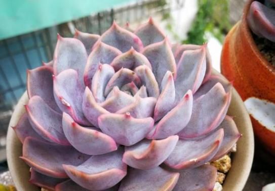 经验|夏季浇花经验分享篇:花友新入坑切记5点,盆栽多肉长得美呆了