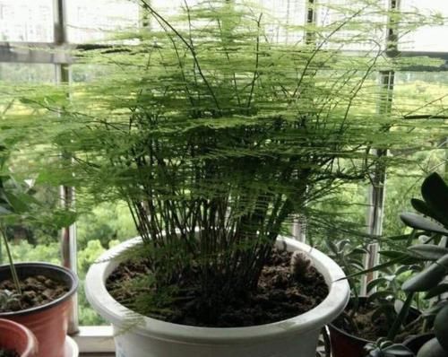  『美化环境』这5种'网红'绿植，美化环境，有利健康，养护省事又省心