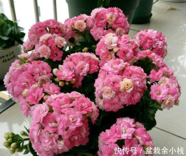 #土壤#长寿花落叶,可能是在“求救”,及时做“1步”,生长开花两不误