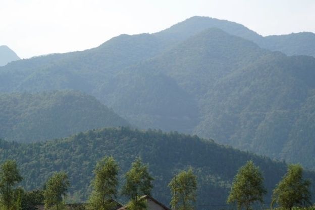  野果|农民大爷从山上挖回10苗野藤，5年繁殖400株，年赚10万元