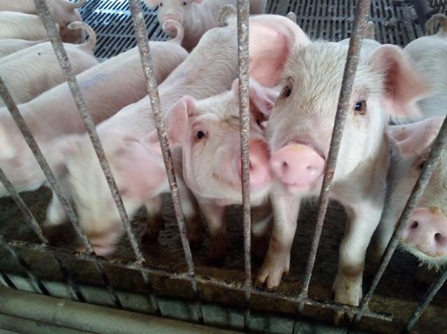  不想：不想打工了，在家创业养殖10头母猪一年能赚多少钱？比打