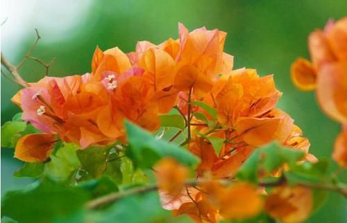 #优良#“优良月季”戴尔巴德,花型丰满,色泽柔和,非常值得拥有