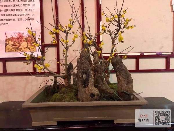 东湖梅花桩景宛如迷你山水画，最老一株古蜡梅超200年
