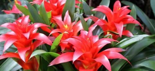  「便宜」4款艳美的花卉，便宜又好养，花开美观又大气，花色艳丽灿烂无双