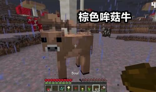 止,人类发现mc史上稀有度最高生物是什么?