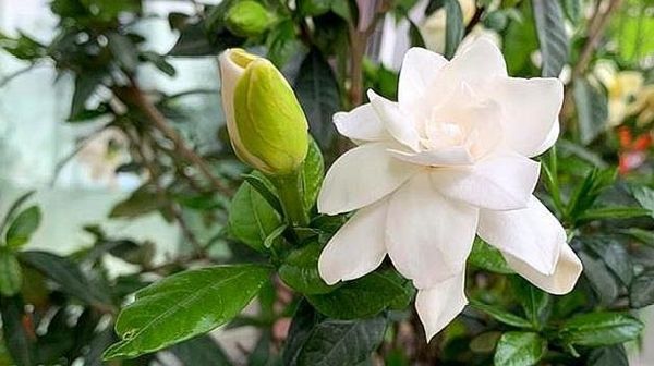 『栀子花』养了一个月的栀子花,已经枯萎了,还能救活吗