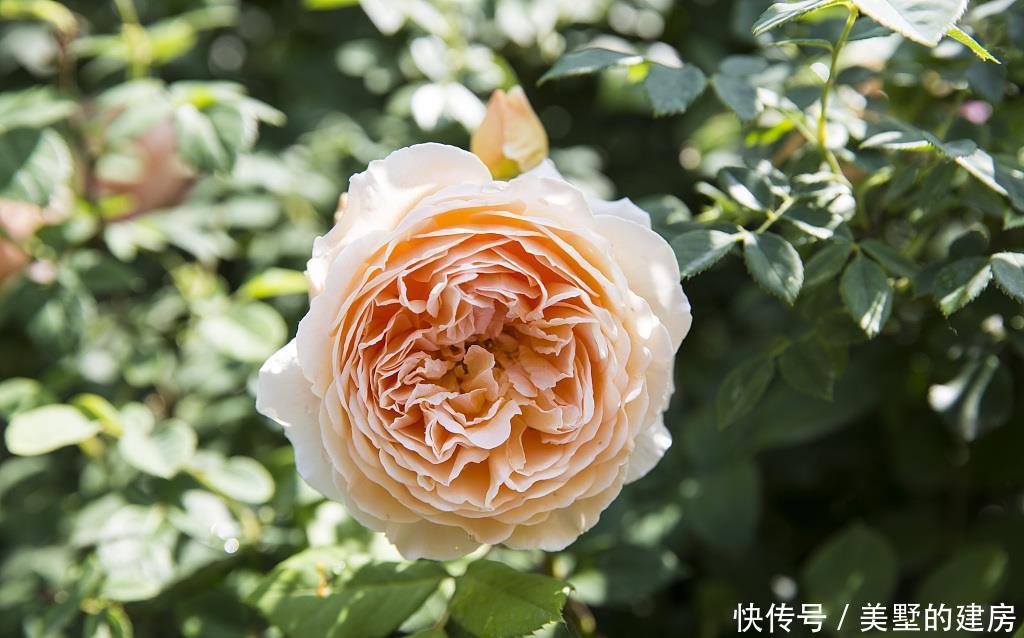 『家里』喜欢在家里养花,就养3种花,开花优美形似蝶,清香宜人香满屋