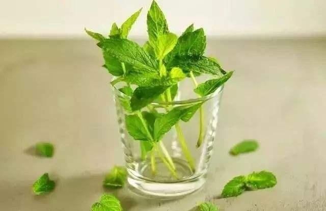  「香味」这些植物种出来可以当成香料，做菜的时候放上一把，色香俱全！