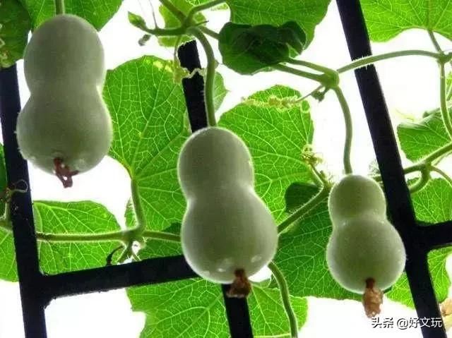 大爷花10年“种椅子”，一把卖80000！这些文玩在家也能种